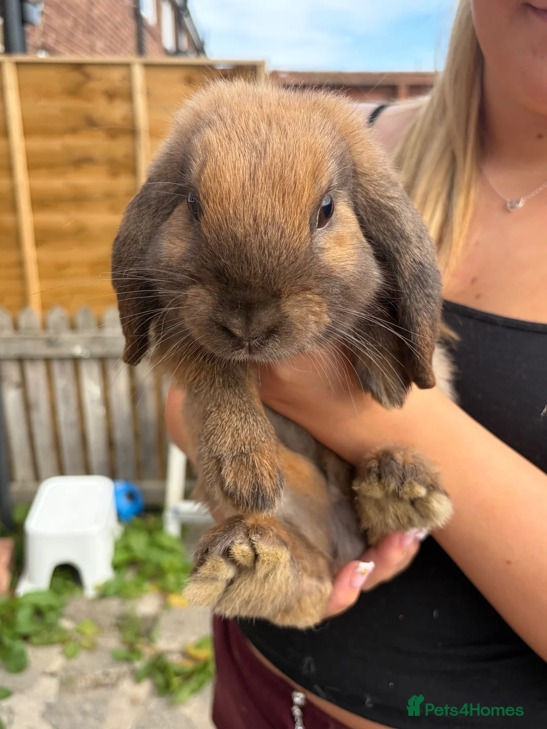 Mini Lop rabbits for sale: Mini lop for sale!! in Jarrow - Advert 3