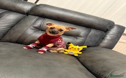 Chihuahua dogs for sale: GORGEOUS 9-WEEK-OLD CHIHUAHUA BOY 🩵 READY NOW!✨🐾 - Image 4