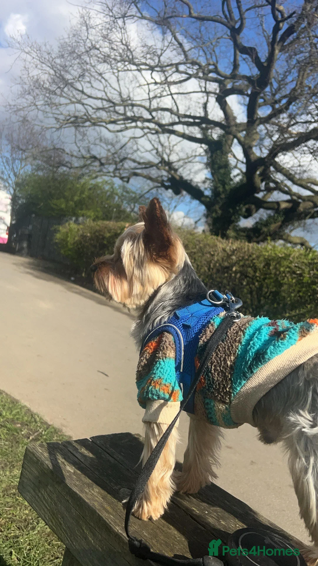 Yorkshire Terrier dogs for stud: KC Registered Yorkshire Terrier – ready for Stud - Advert 2