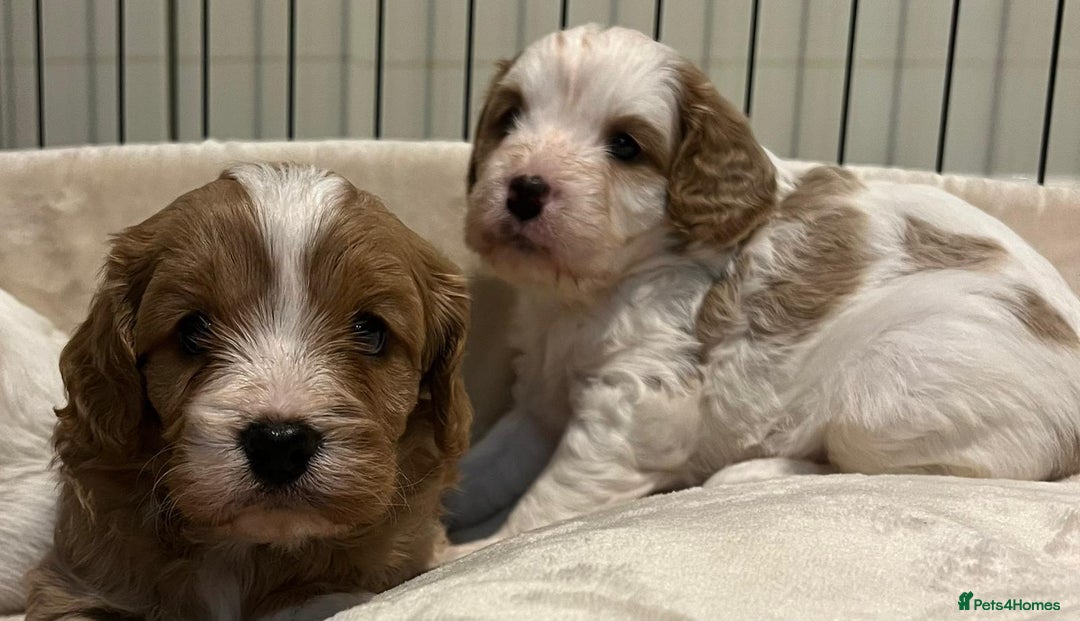 Cavapoo dogs for sale: 🐶🐩ADORABLE MINIATURE CAVAPOOS🐩🐶 - Image 24
