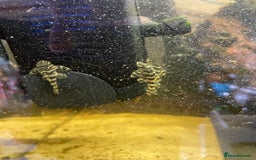 Plecos fish for sale: L134 leopard frog pleco juveniles - Image 4