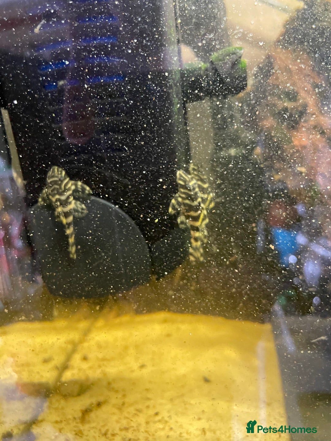 Plecos fish for sale: L134 leopard frog pleco juveniles - Image 4