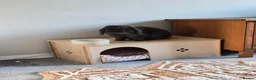 Mini Lop rabbits for sale: Beautiful grey mini lop needs a loving home in Billericay - Advert 4