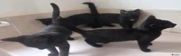 Domestic Shorthair cats for sale: Black Kittens For Sale  - Advert 2