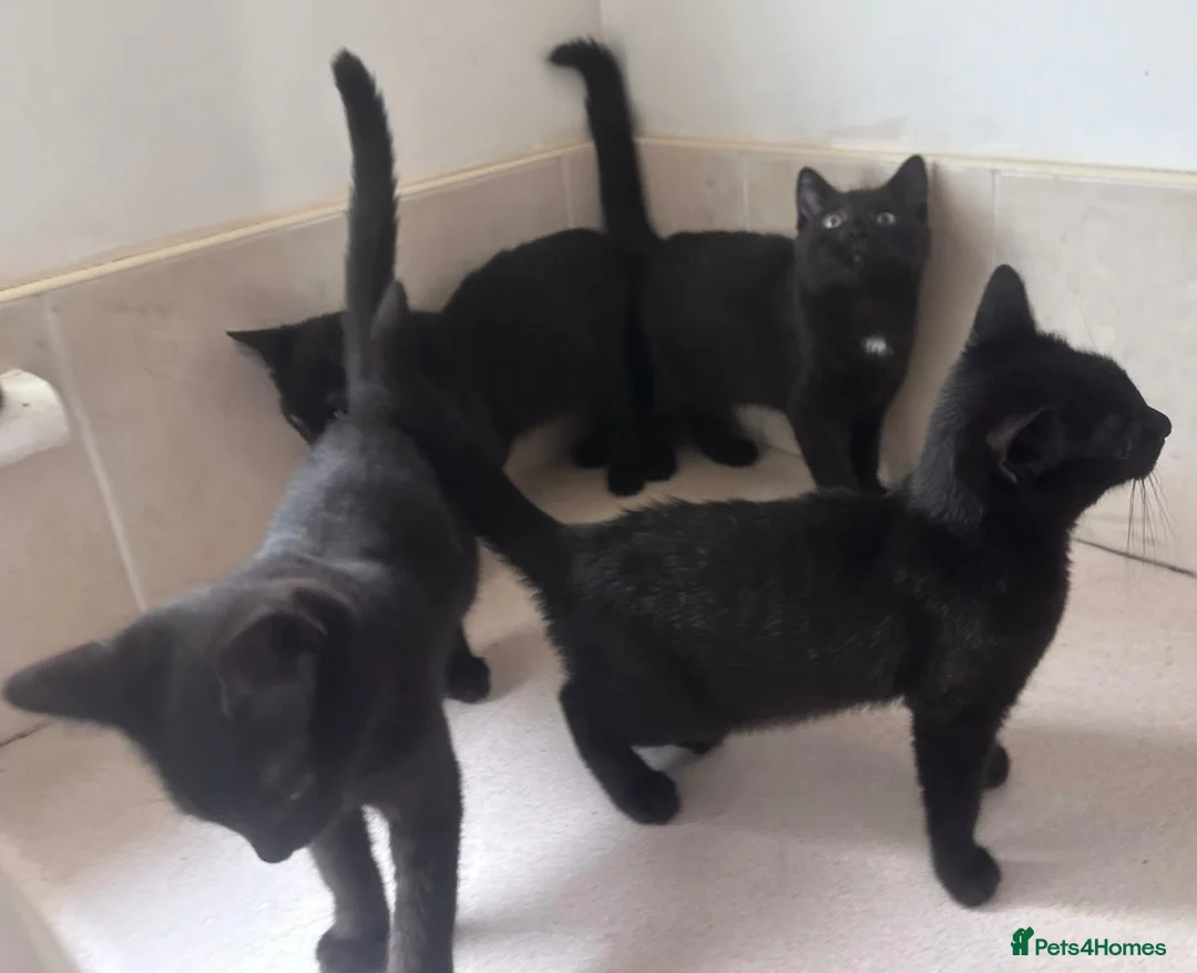 Domestic Shorthair cats for sale: Black Kittens For Sale  - Advert 2