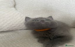 Ragdoll cats for sale: Cuddly & Sweet Ragdolls - Image 9