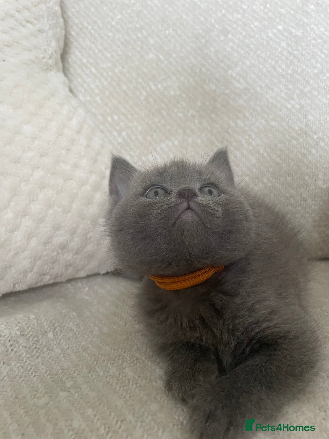 Ragdoll cats for sale: Cuddly & Sweet Ragdolls - Image 9