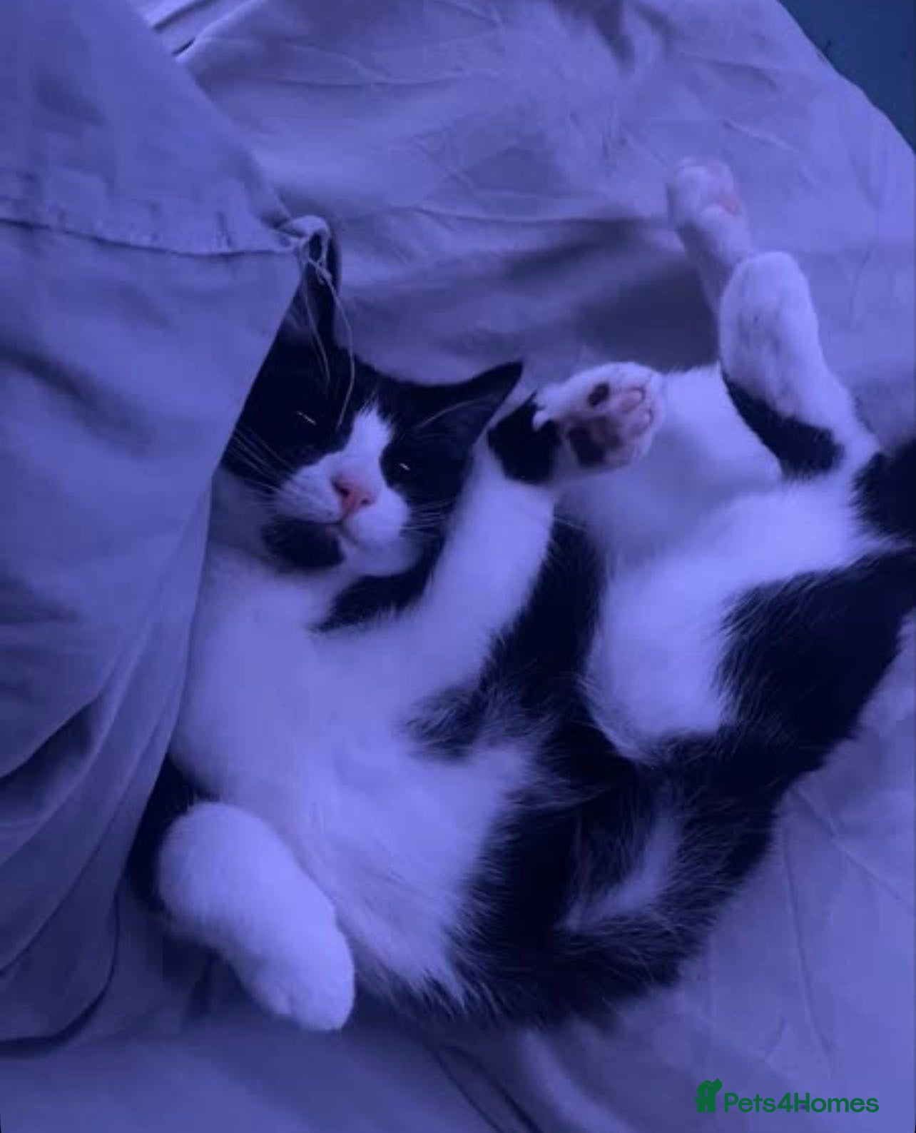 Mixed Breed cats Cat for sale  - Advert 9