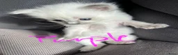 Ragdoll cats for sale: Pure ragdoll kittens sake London - Advert 23
