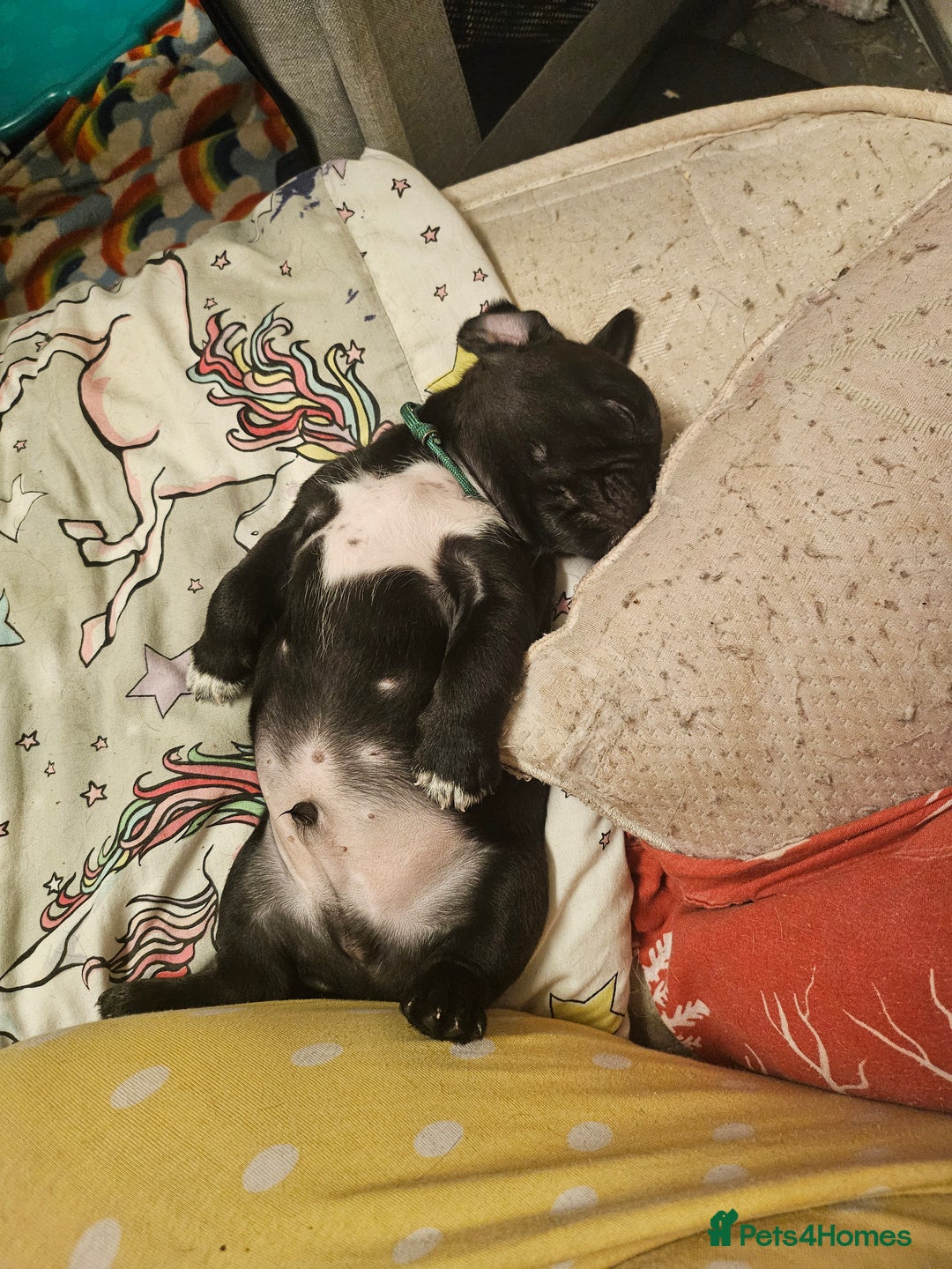 Mixed Breed dogs for sale: Reduced to 400 - Image 15