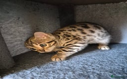 Bengal cats for sale: Stunning 5th generation bengal kitten - Image 10