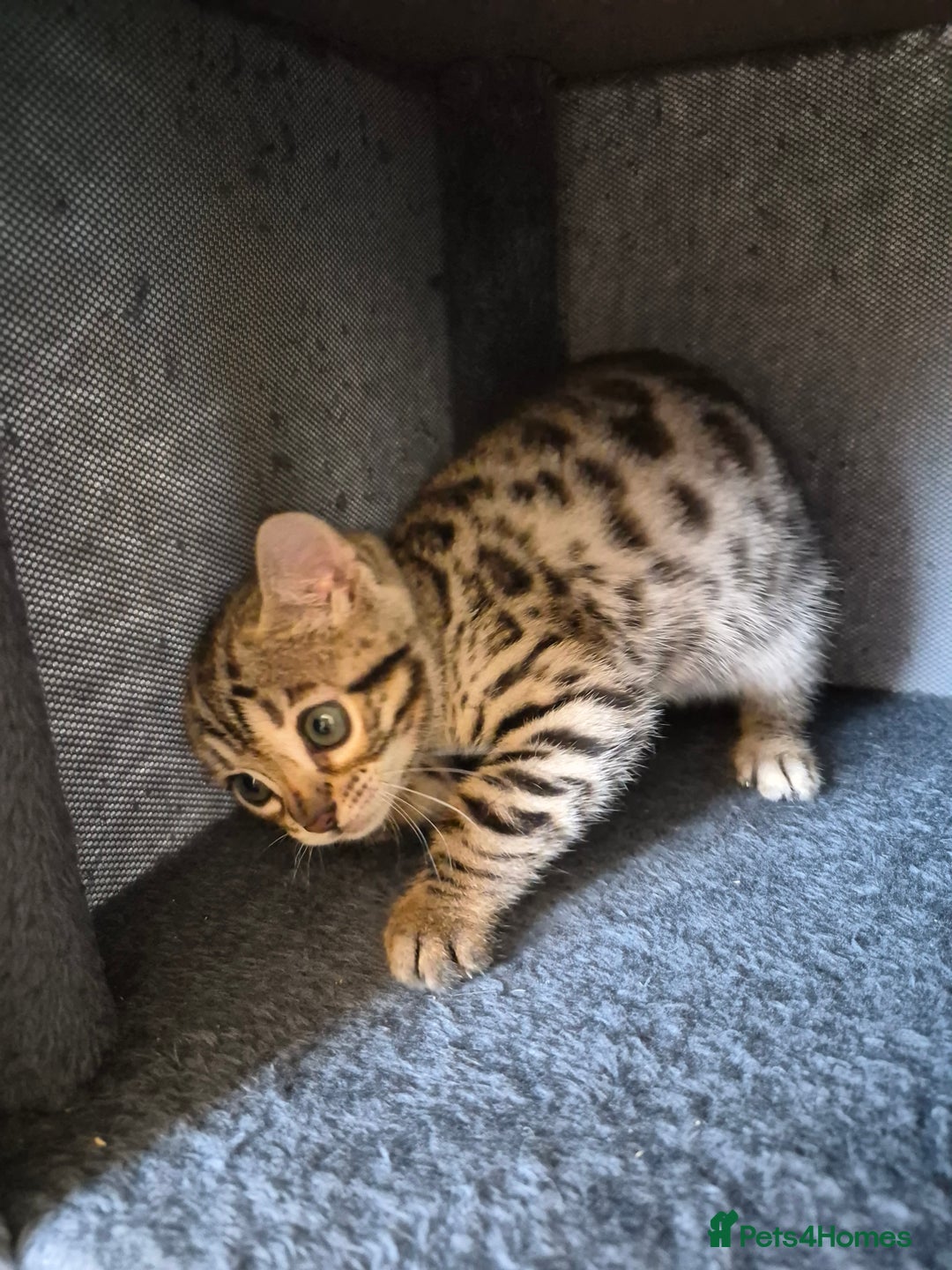 Bengal cats for sale: Stunning 5th generation bengal kitten - Image 10