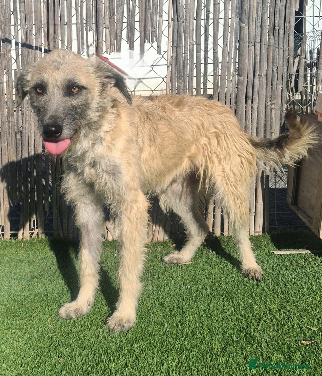 Mixed Breed dogs for adoption: Urgent Now 🚨 Please offer Ricky a home 🏠  - Advert 2