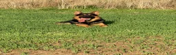 German Shepherd dogs for stud: Stunning 2.5yo Working line German Shepherd stud in Chesterfield - Advert 6