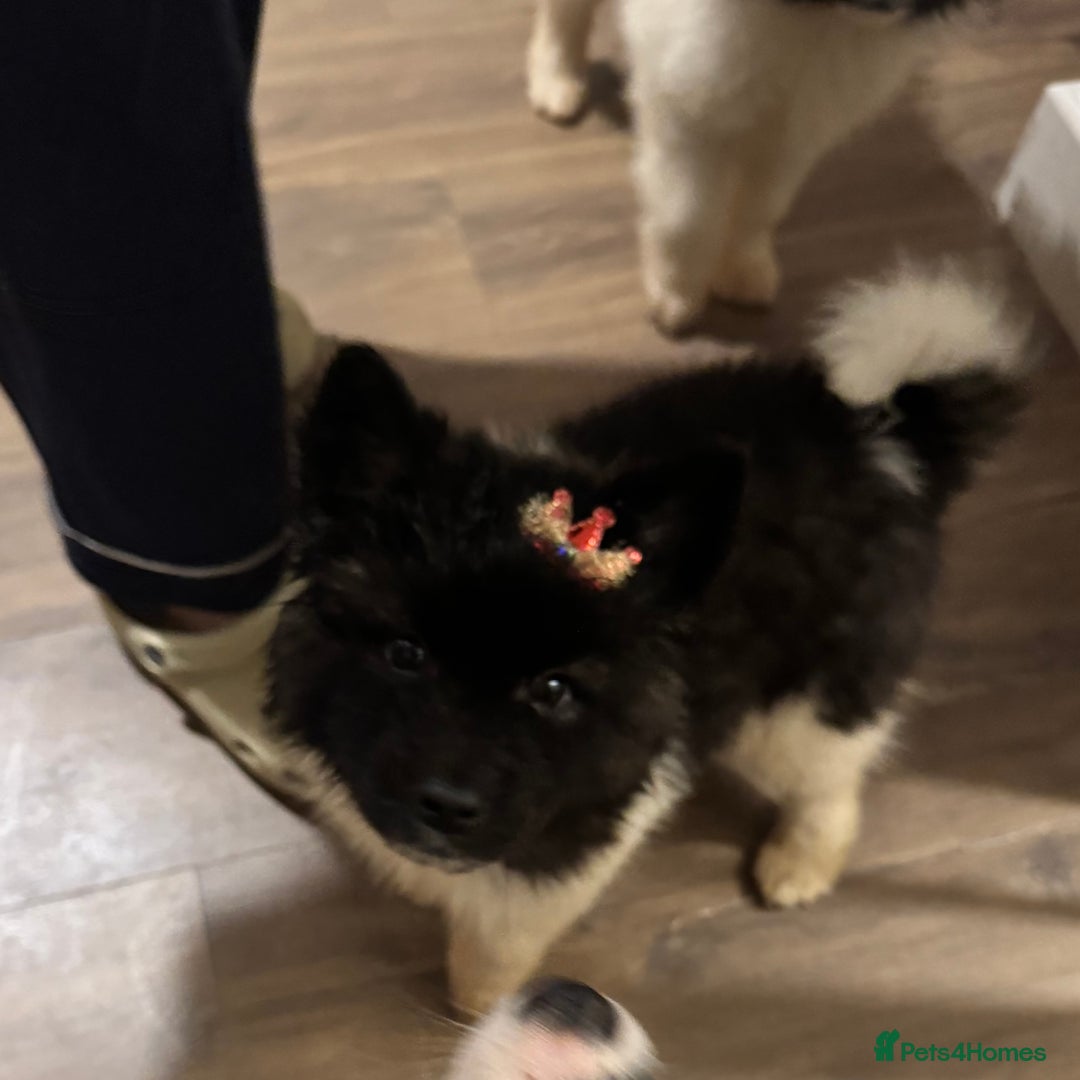 Akita dogs for sale: Quality Family Raised American Akita Puppies - Advert 8