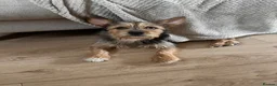 Chorkie dogs for sale: Beautiful Rex  - Advert 3
