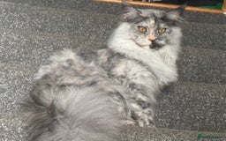 Maine Coon cats for sale: Maine coon x kittens  - Advert 2