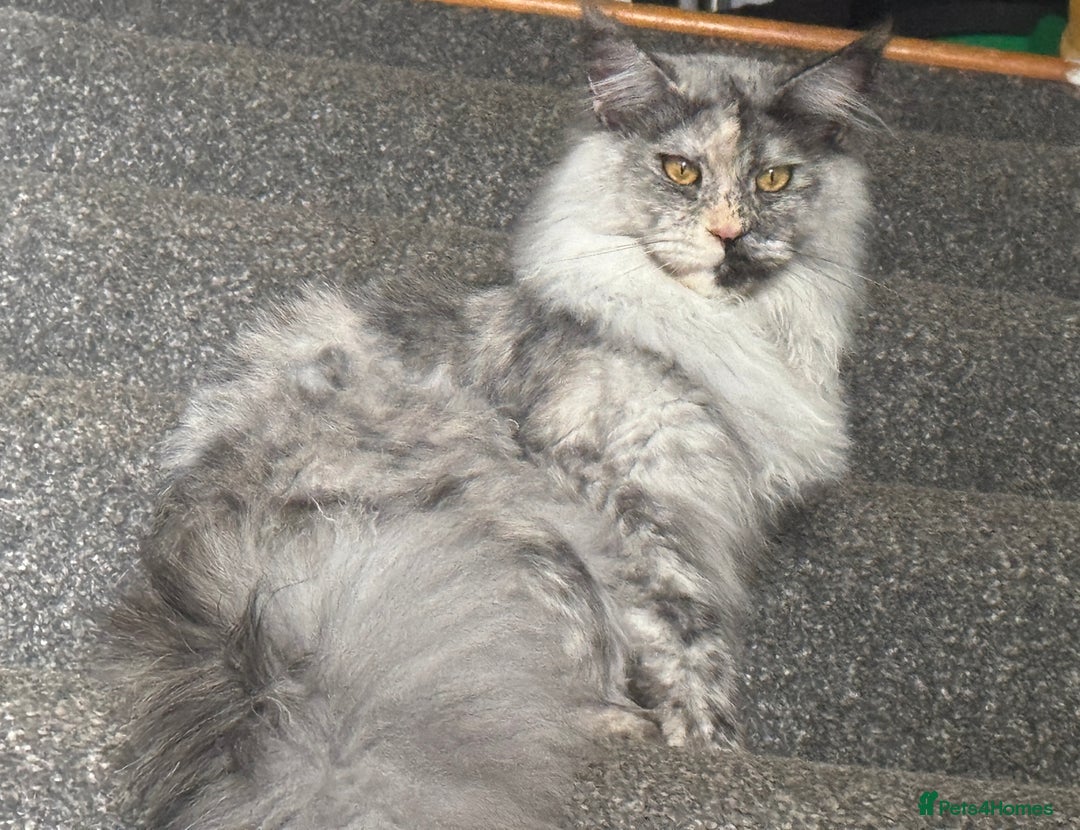 Maine Coon cats for sale: Maine coon x kittens  - Advert 2