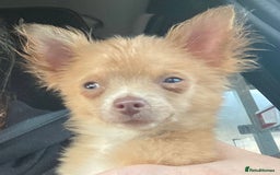 Chihuahua dogs for sale: Male Chihuahua puppy born on 22 April  - Image 1