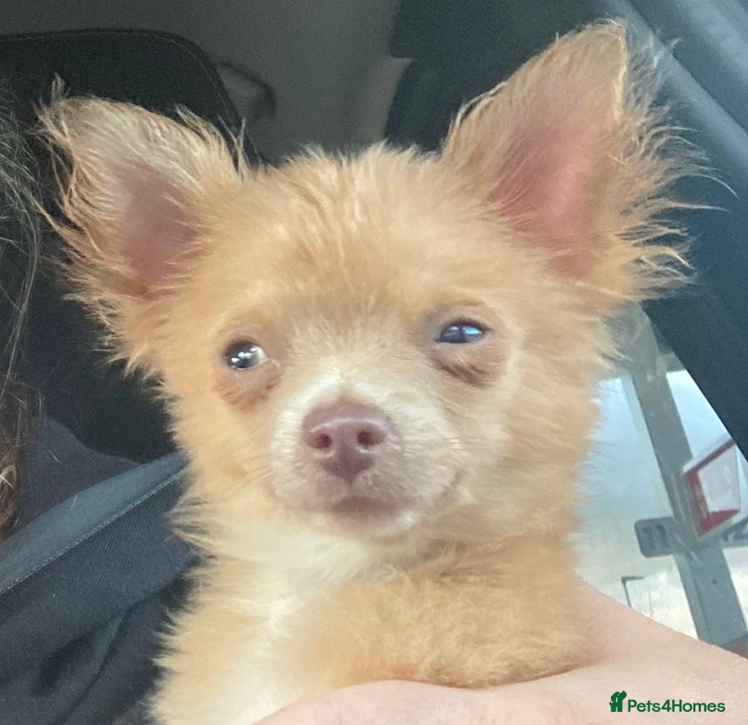 Chihuahua dogs for sale: Male Chihuahua puppy born on 22 April  - Image 1