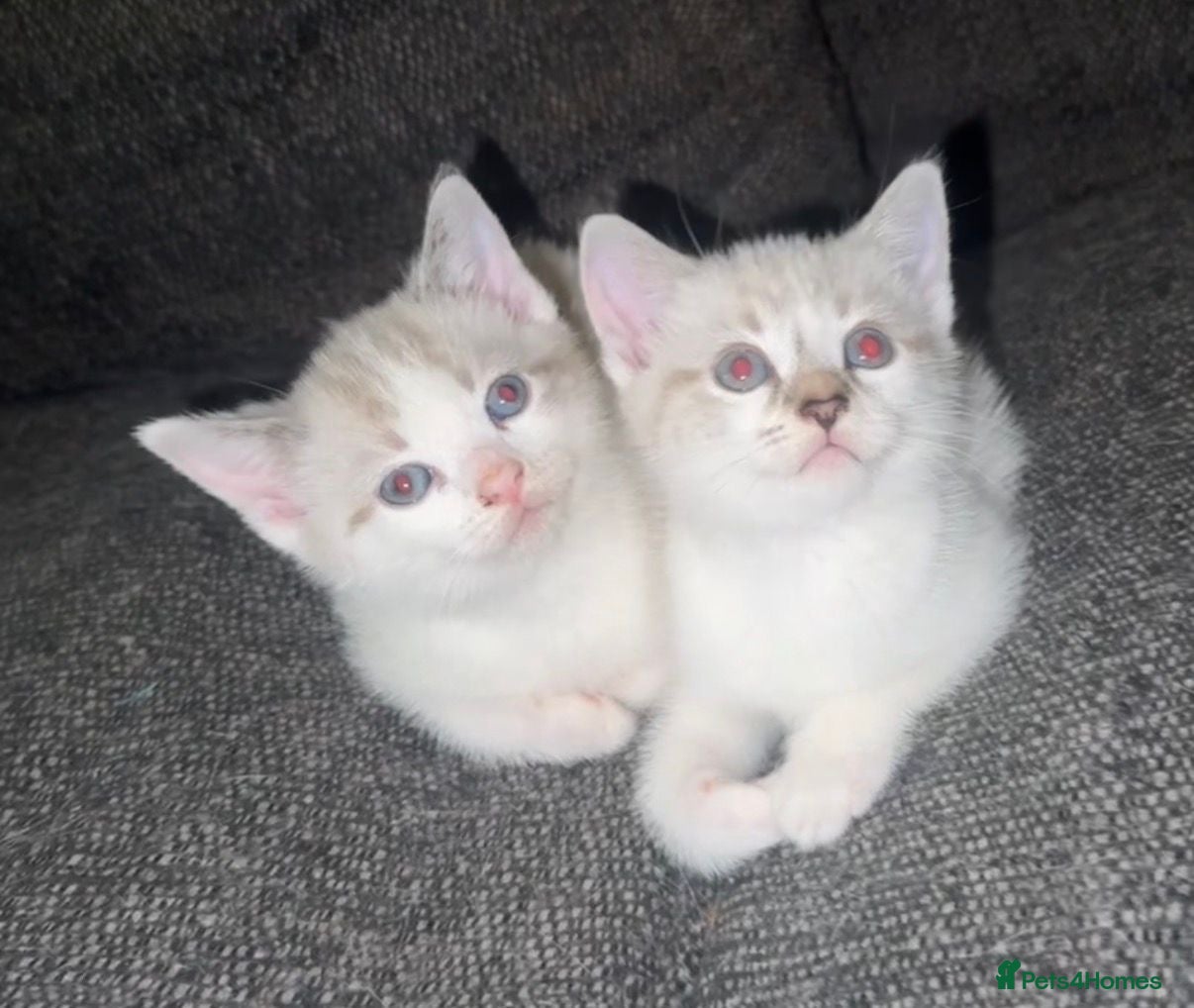 Mixed Breed cats Adorable Ragdoll Kittens  - Advert 6