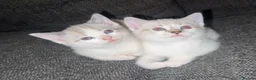 Mixed Breed cats for sale: Adorable Ragdoll Kittens  - Advert 1