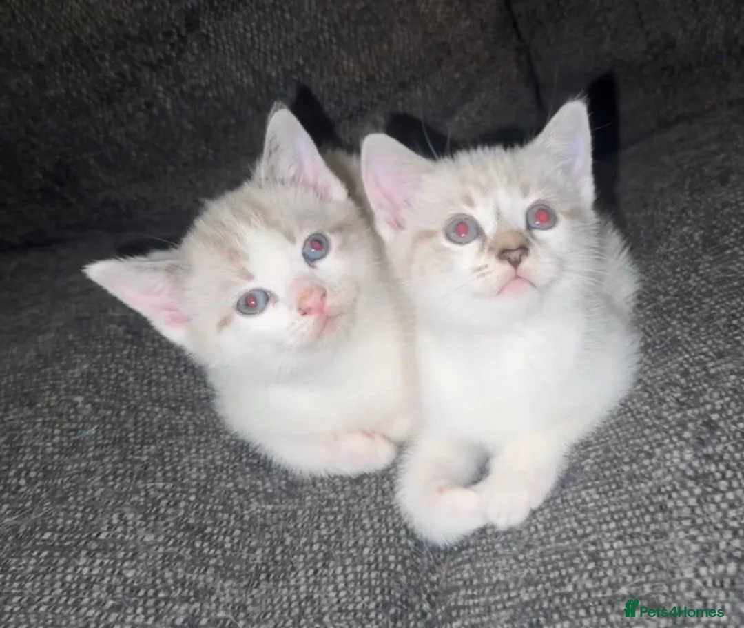 Mixed Breed cats for sale: Adorable Ragdoll Kittens  - Advert 1
