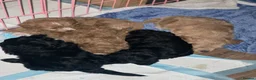 Bordoodle dogs for sale: F1b Miniature Bordoodle  - Advert 7