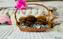 Maltipoo dogs for sale: Exquisite tiny F1 Toy Maltipoo puppies 🐶 🧸  - Image 4