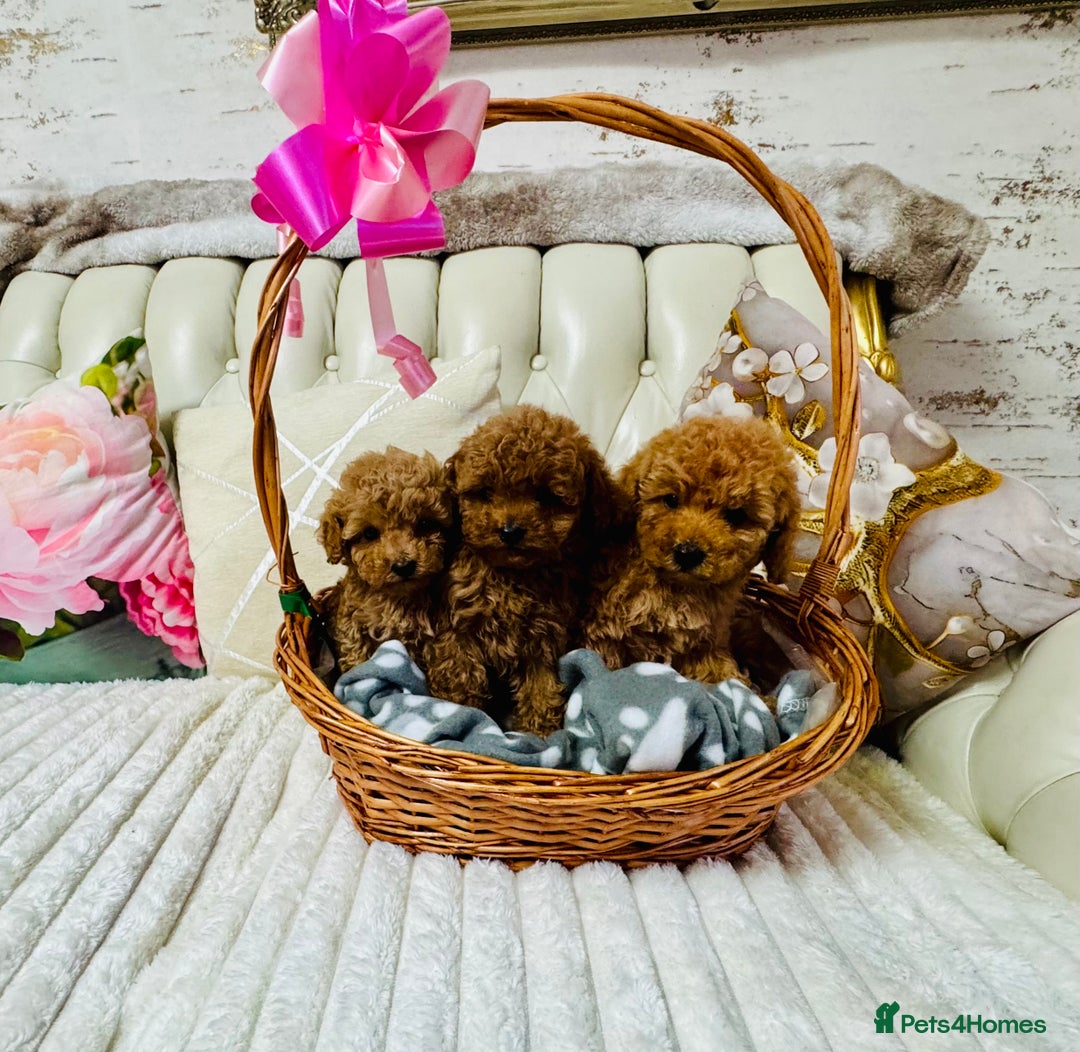 Maltipoo dogs for sale: Exquisite tiny F1 Toy Maltipoo puppies 🐶 🧸  - Image 4