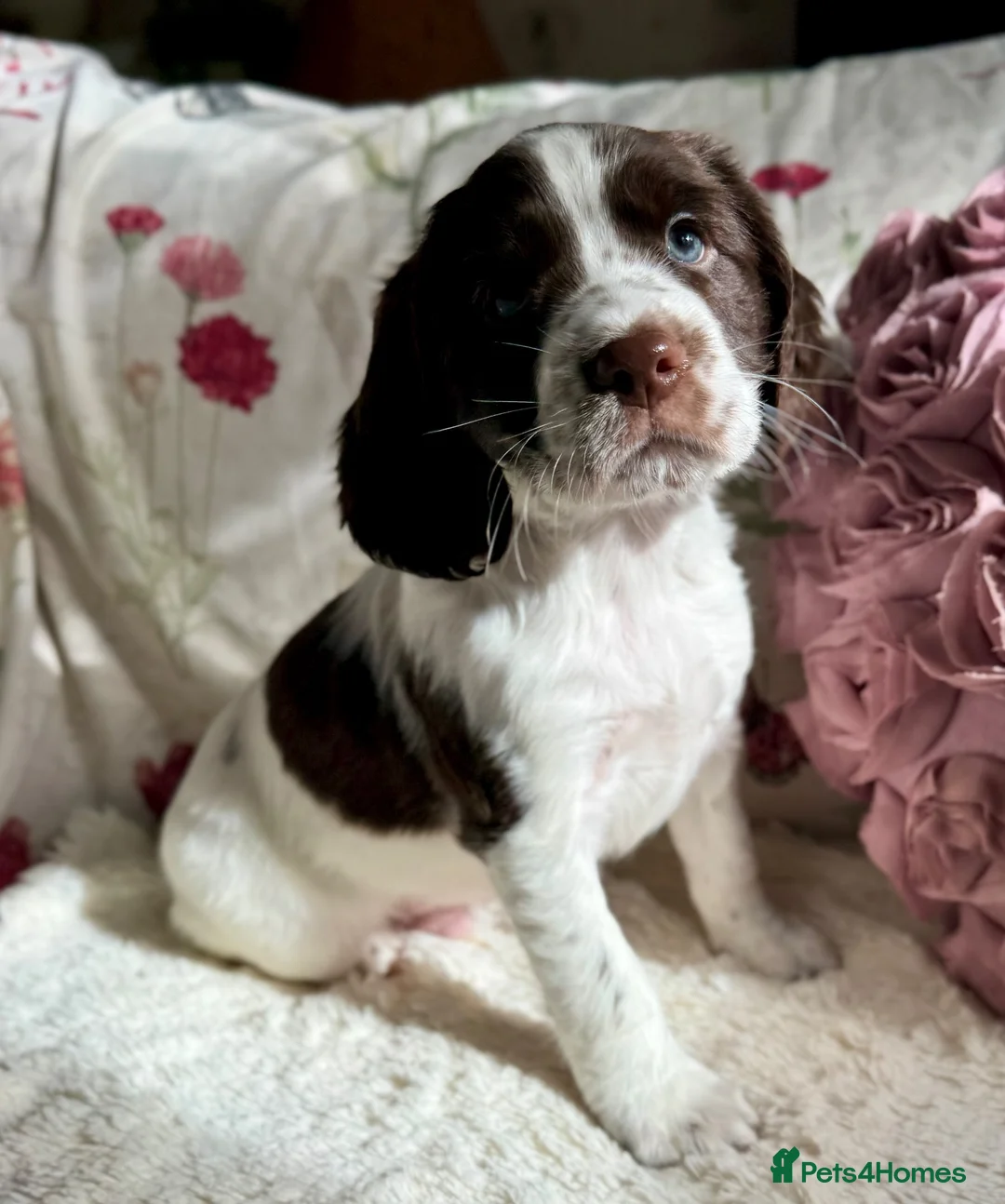 Sprocker dogs for sale: Beautiful Sprocker Spaniel pups - Advert 2