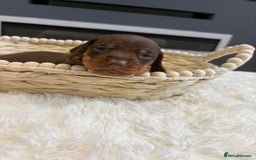 Dachshund dogs for sale: Dachshund puppies two girls left  - Image 4