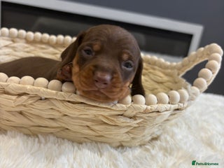 Dachshund dogs - Advert 4