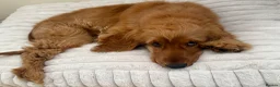 Cocker Spaniel dogs for sale: 6 Month Male Show Cocker Spaniel  - Advert 4