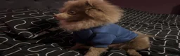 Pomeranian dogs for sale: Antonio / Tonio - Advert 10