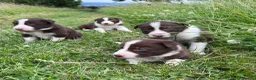 Border Collie dogs for sale: ISDS Red & white Border Collie Puppies - Advert 5