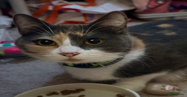 British Shorthair cats - Advert 7