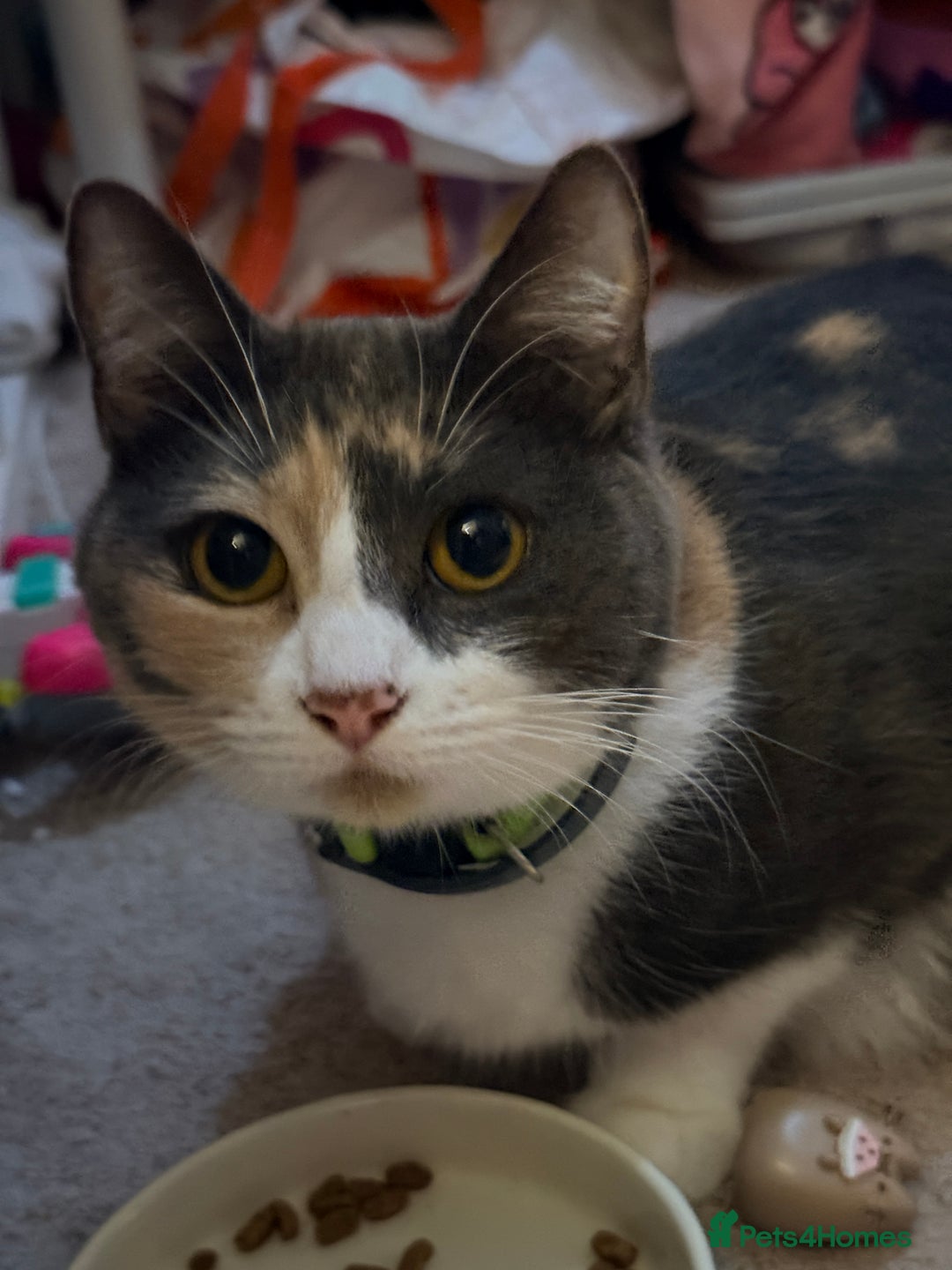 British Shorthair cats for sale: 🐾Turkish Angora × British Blue Kittens Ready Soon - Image 2