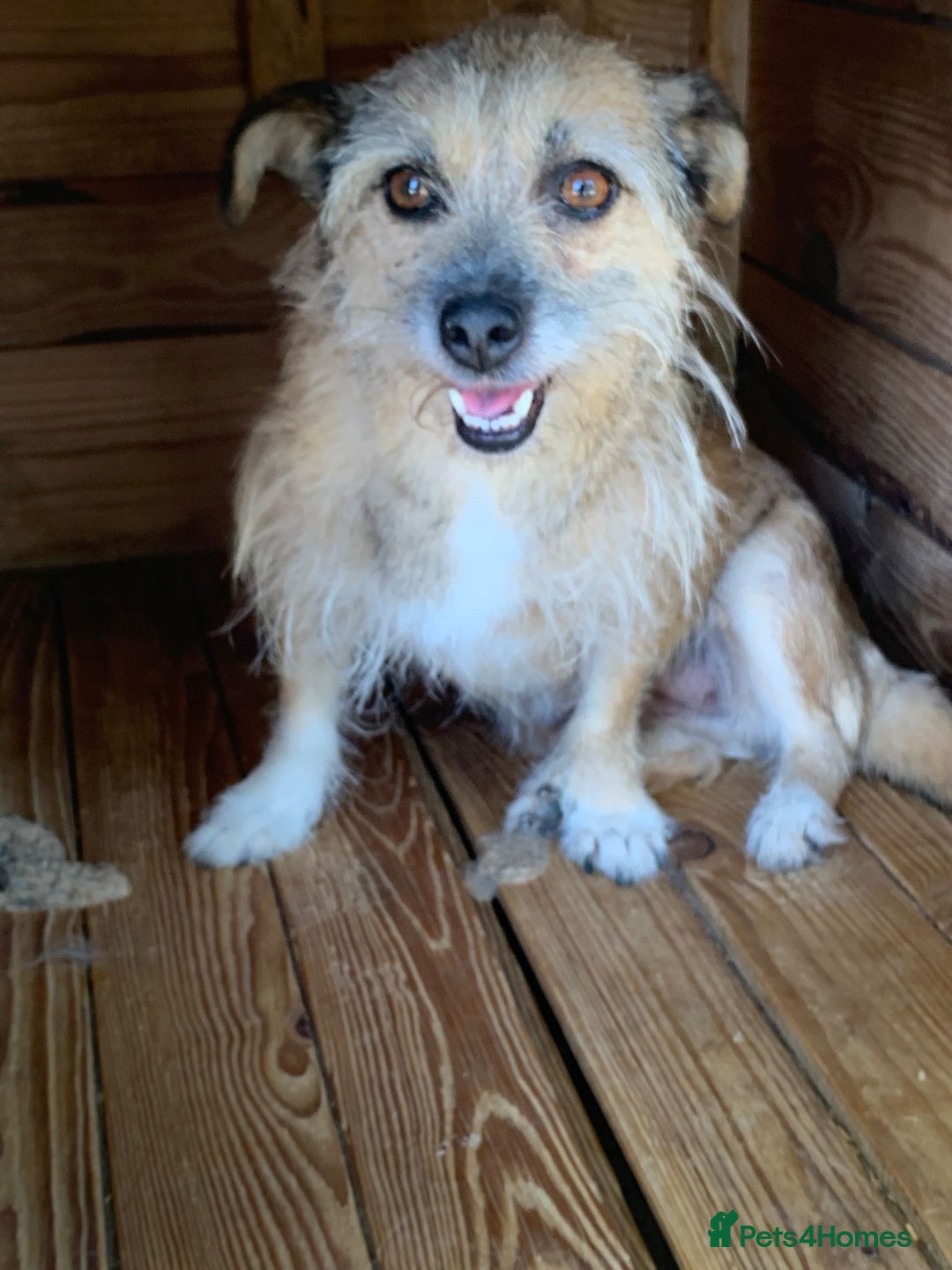 Mixed Breed dogs for adoption: Charlotte approx 6 yr old. Available for adoption. - Image 4