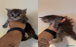 Mixed Breed cats for sale: 5 beautiful kitten looking for their forever homes - Image 3
