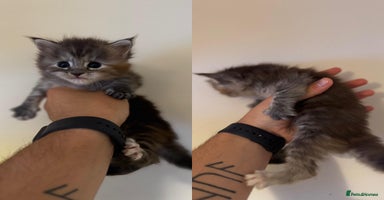 Mixed Breed cats - Advert 7
