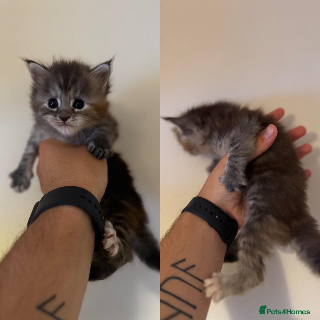Mixed Breed cats for sale: 5 beautiful kitten looking for their forever homes - Image 3