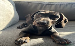 Dachshund dogs for sale: Miniature dachshund  - Image 3