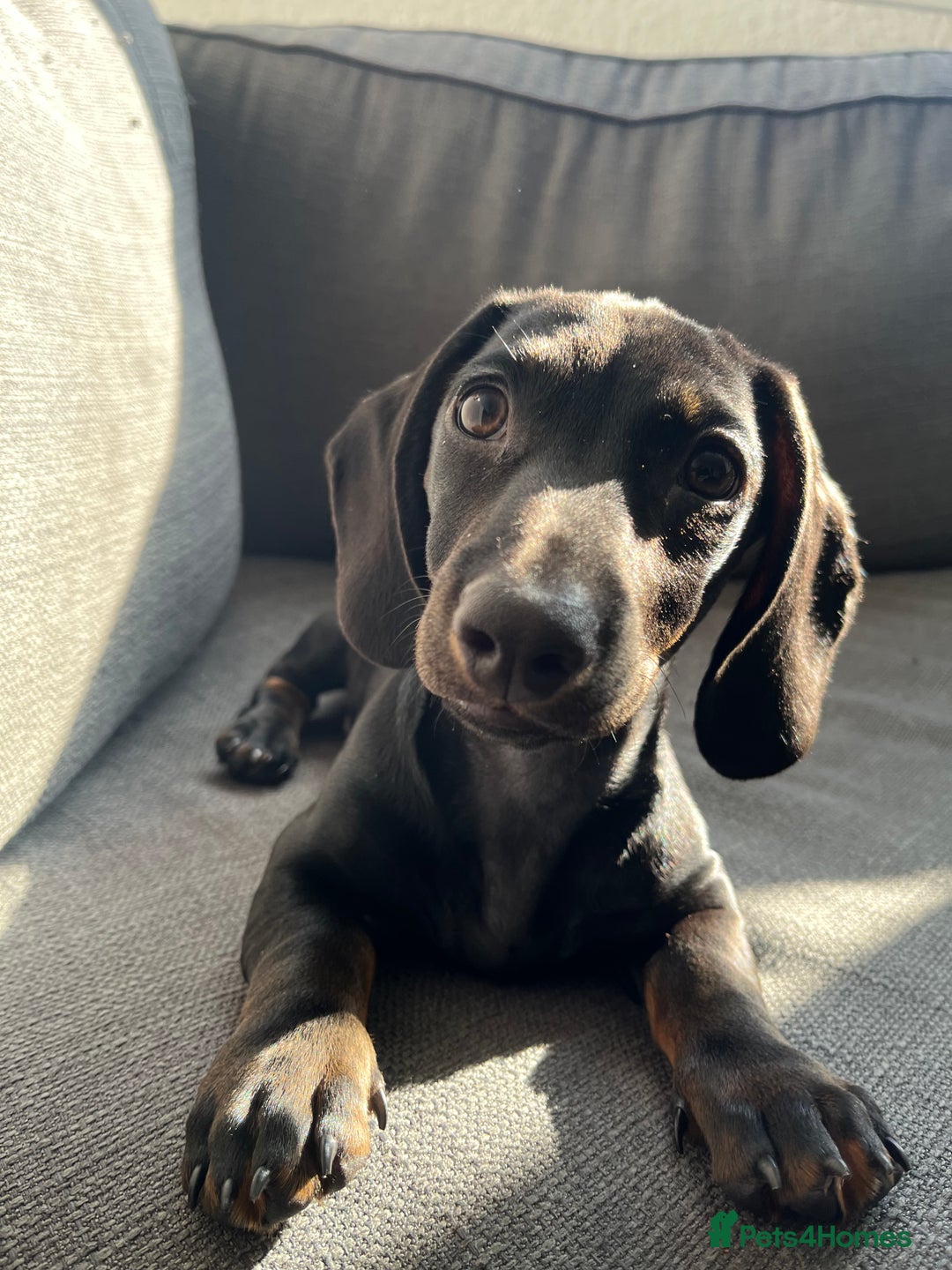 Dachshund dogs for sale: Miniature dachshund  - Image 3
