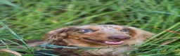 Miniature Dachshund dogs for stud: DUGGIE DOORSTOP ready for STUD - Advert 12