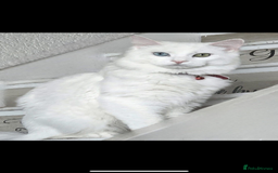 Mixed Breed cats for sale: White kitten - Image 2