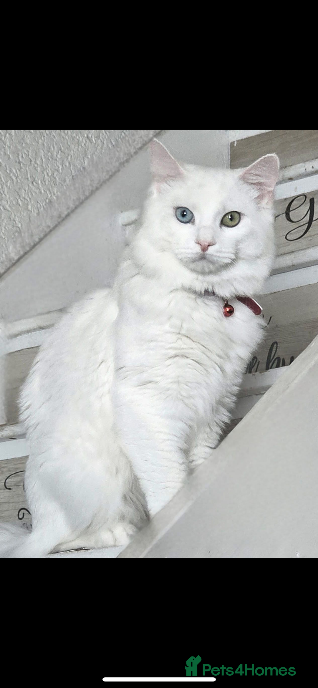 Mixed Breed cats for sale: White kitten - Image 2
