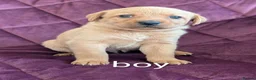 Labrador Retriever dogs for sale: Kc registered labrador puppies - Advert 4