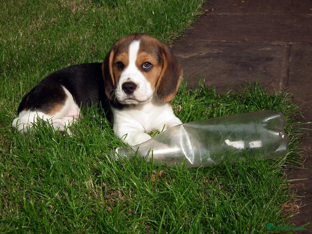 Beagle dogs Adorable Beagle Male for Rehome - Advert 4