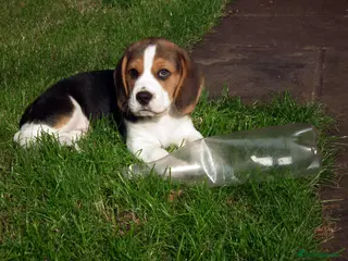Beagle dogs Adorable Beagle Male for Rehome - Advert 7